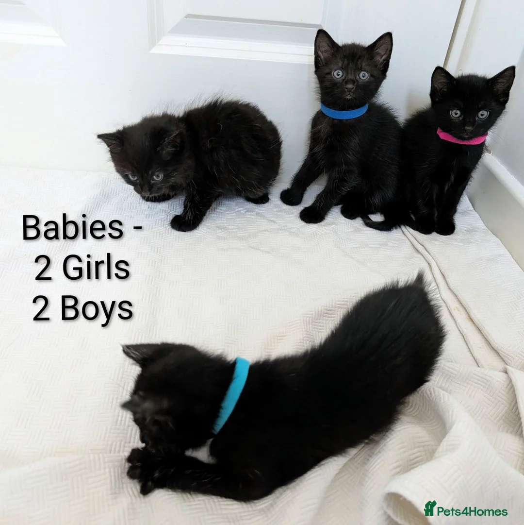 Mixed Breed cats for sale: Black Kittens 2 Boys - 2 Girls  - Advert 1