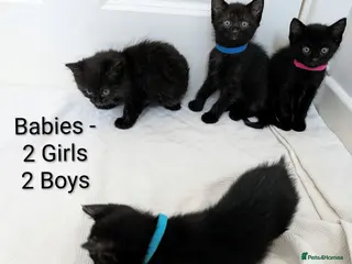 Mixed Breed cats Black Kittens 2 Boys - 2 Girls - Advert 1