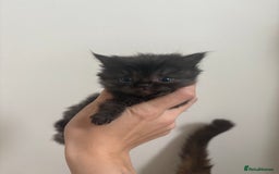 Persian cats for sale: 5 little Persian x boys - Image 10