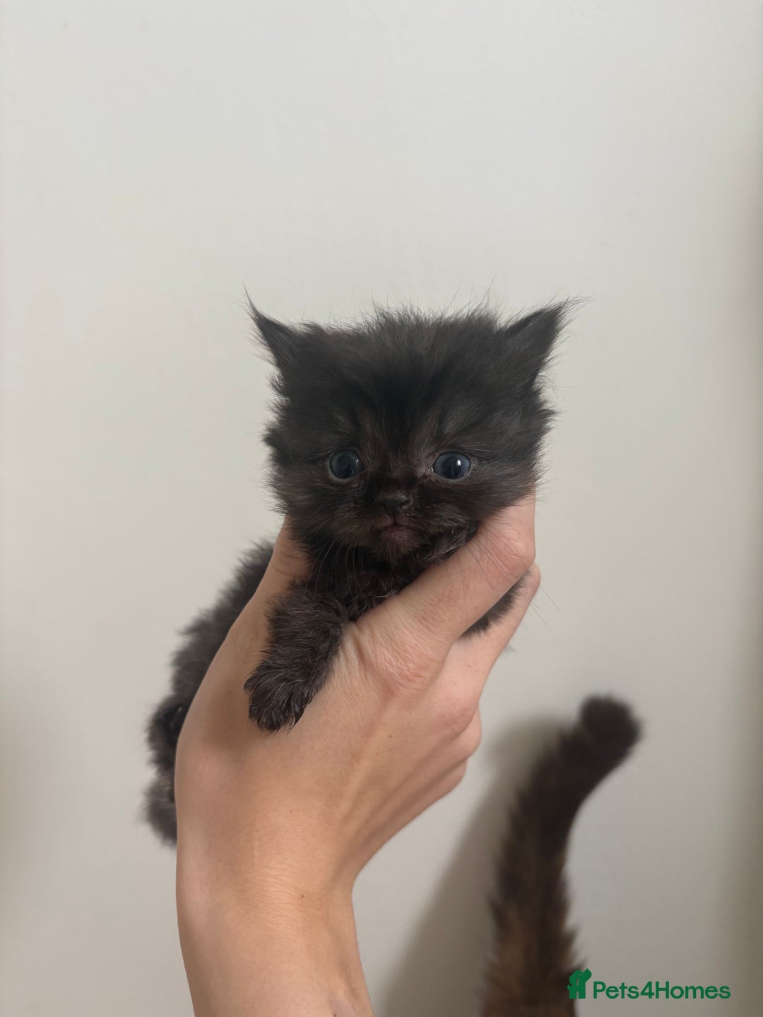 Persian cats for sale: 5 little Persian x boys - Image 10