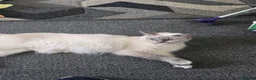 Ragdoll cats for sale: pedigree Ragdoll  - Advert 21