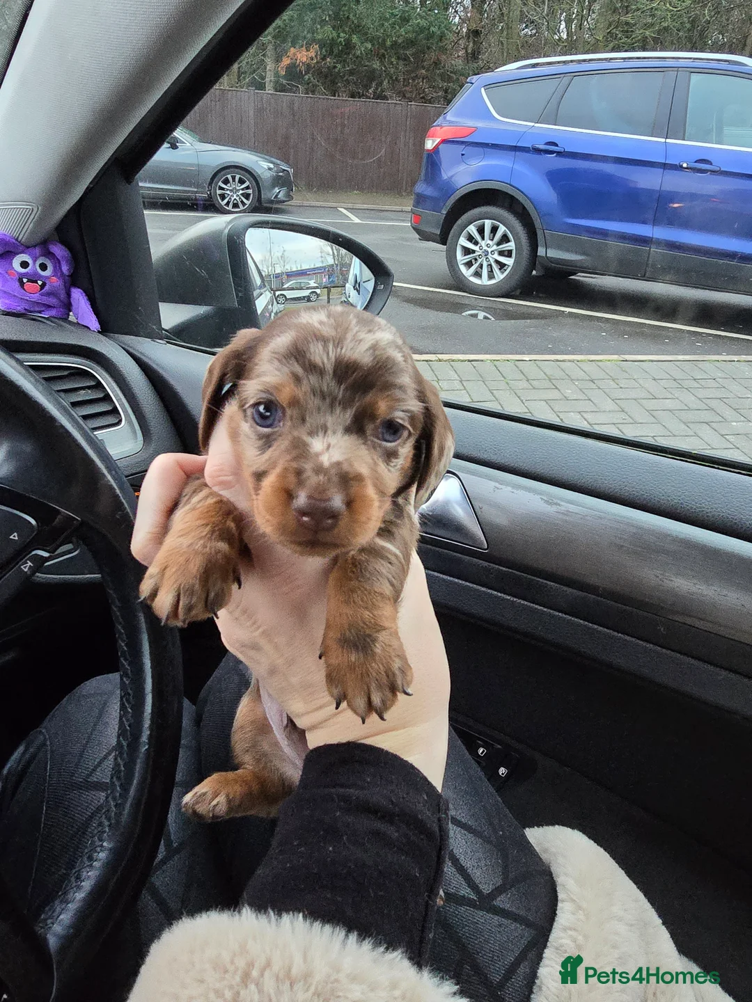 Miniature Dachshund dogs for sale: READY NOW 1 female dapple mini dachshund - Advert 33