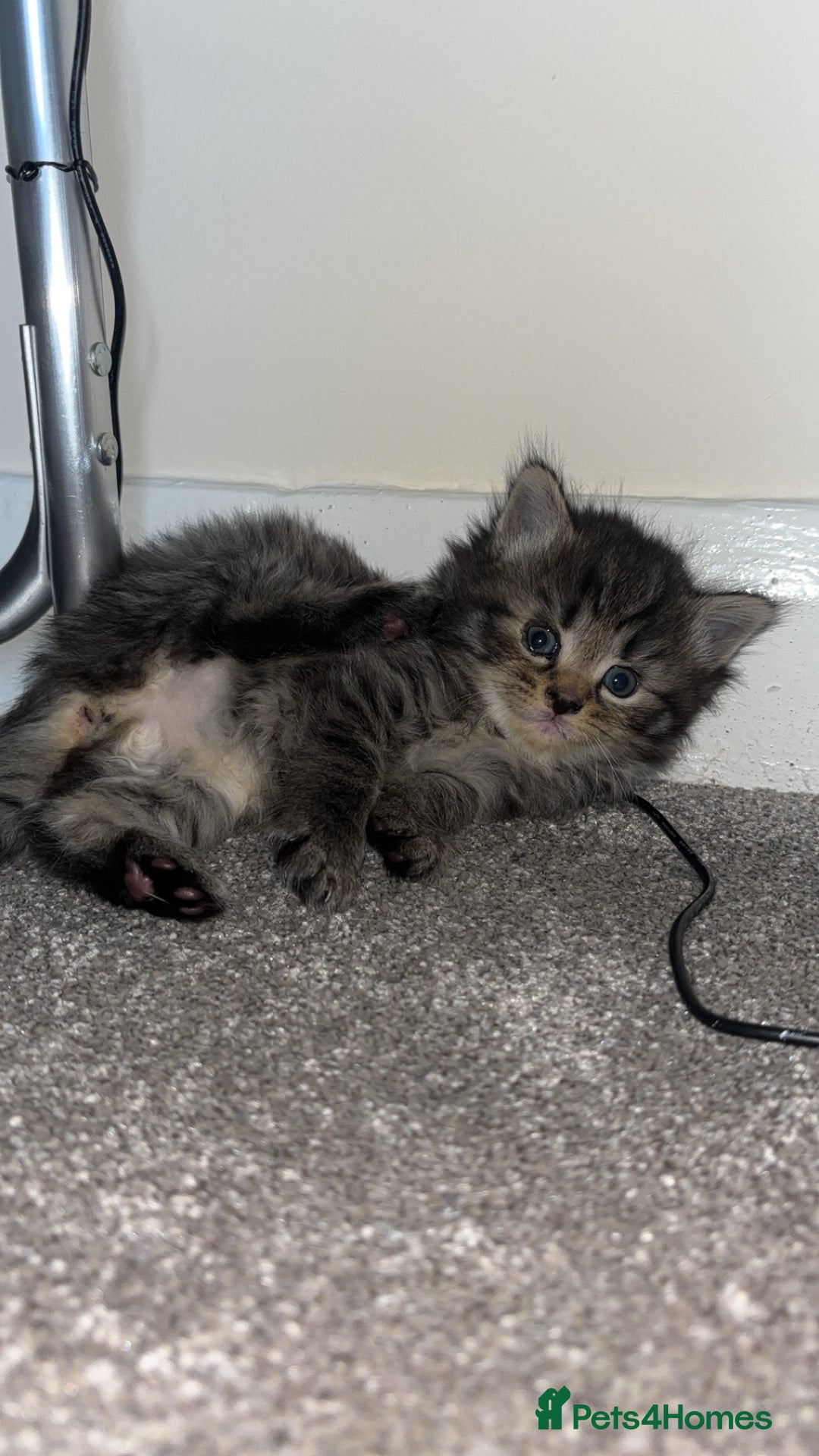 Domestic Shorthair cats for sale: Our Tabby has had kittens again - Advert 11