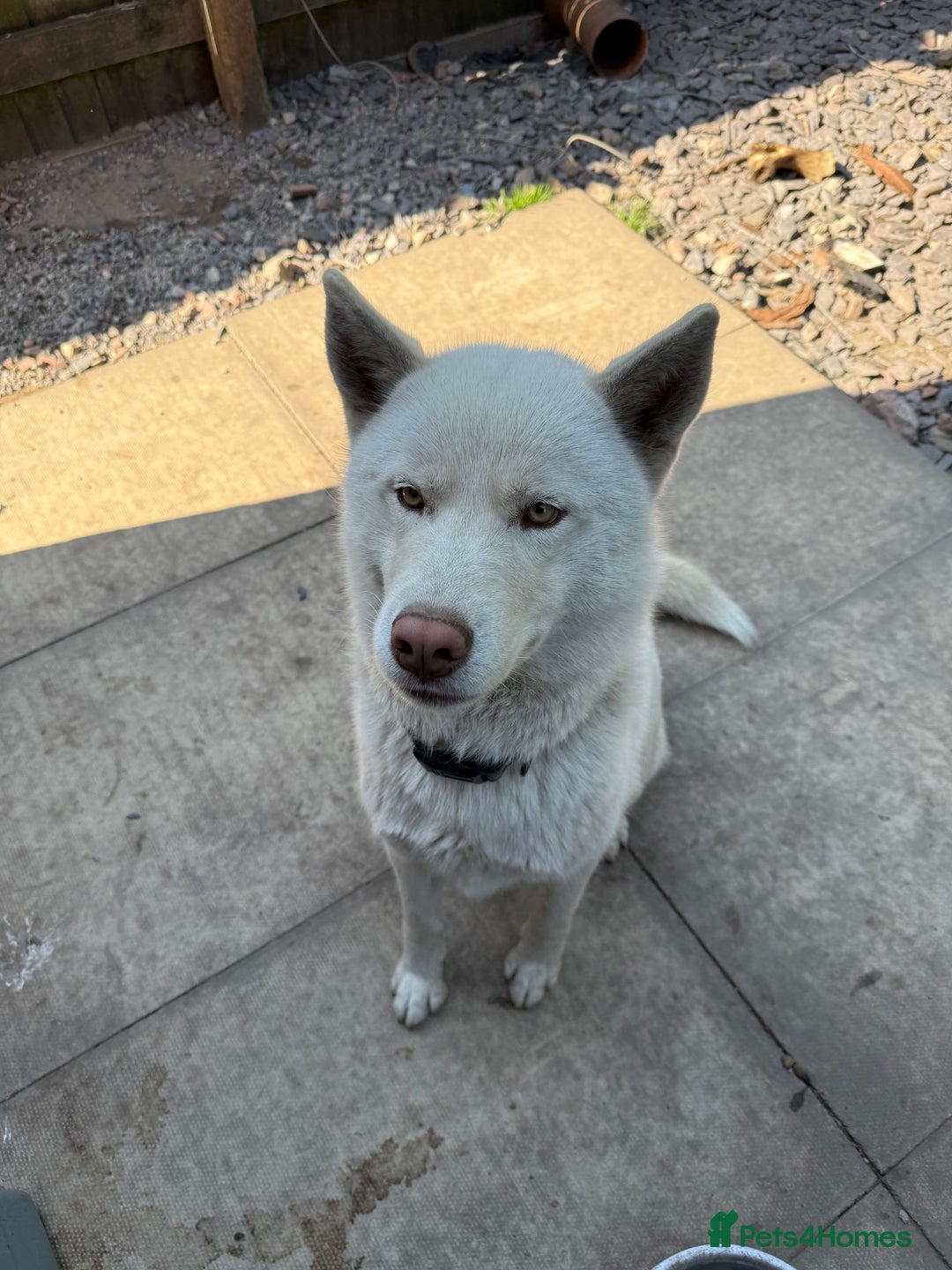 Siberian Husky dogs for sale: 1 boy 1 girl huskies - Advert 2