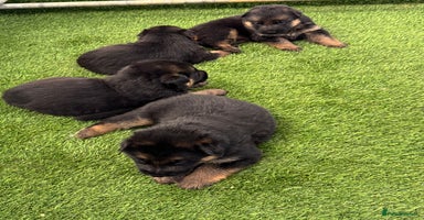 German Shepherd dogs - Advert 1