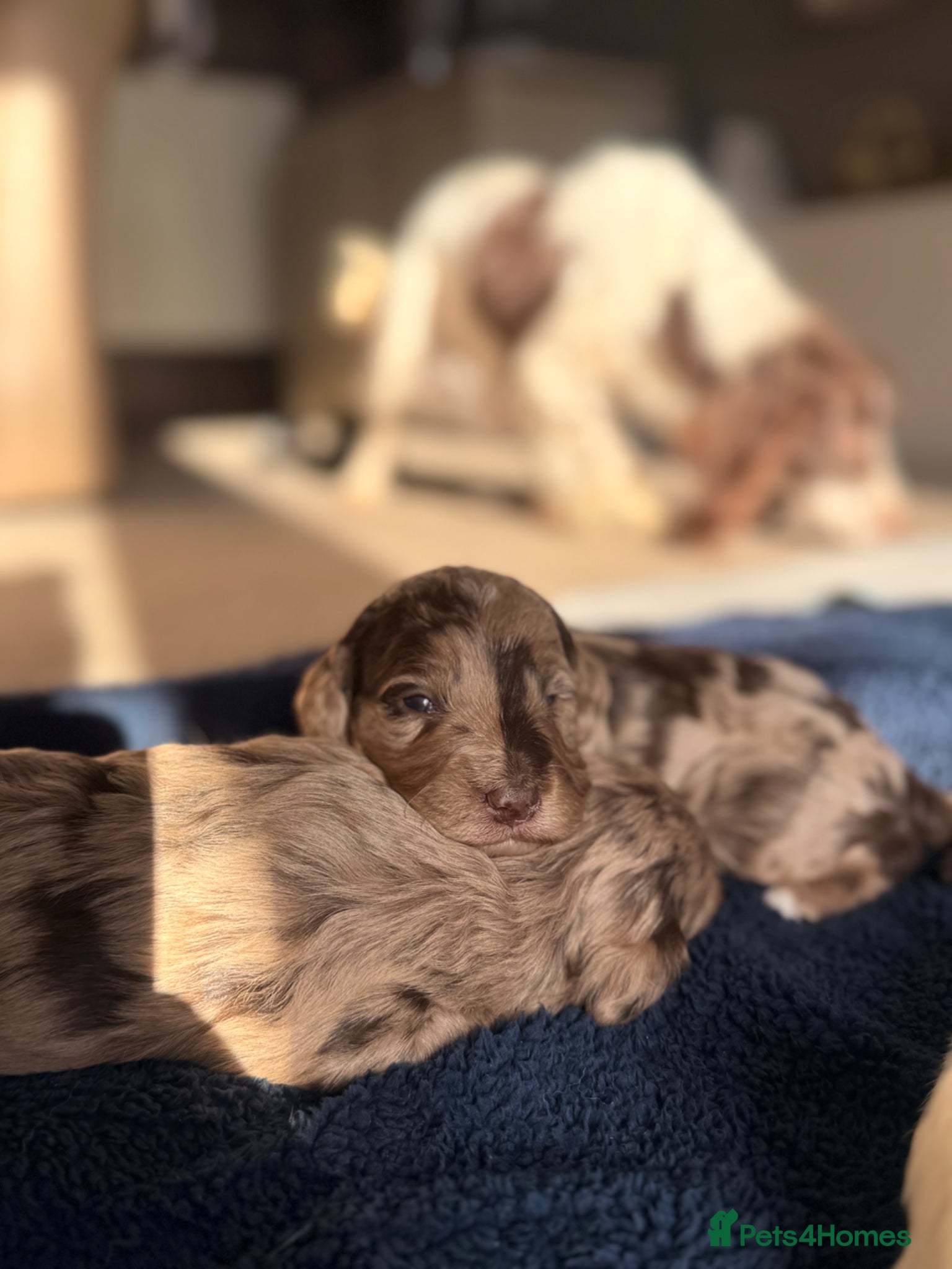 Sproodle dogs Outstanding Rare F1 Sproodle Puppies for sale  - Advert 1