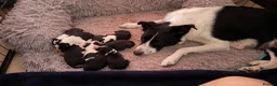 Border Collie dogs for sale: 4 boys 4 girls border collie for sale - Advert 16