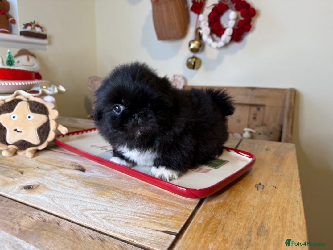 Pekingese dogs for sale: Biggiwigs Pekingese Puppy Availability - Advert 18
