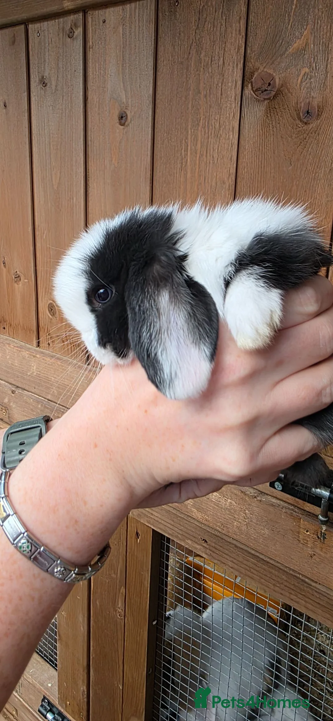 Mini Lop rabbits for sale: Mini lop babies  - Advert 8