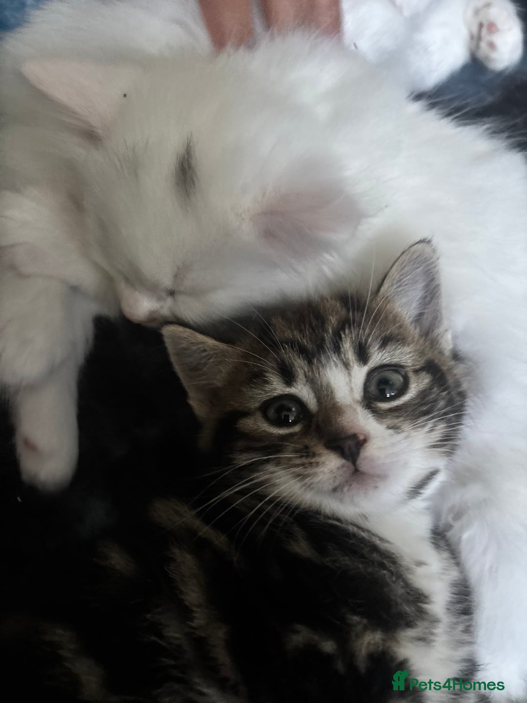 British Longhair cats for sale: 2 kittens and 1 young cat for sale!! - Image 6