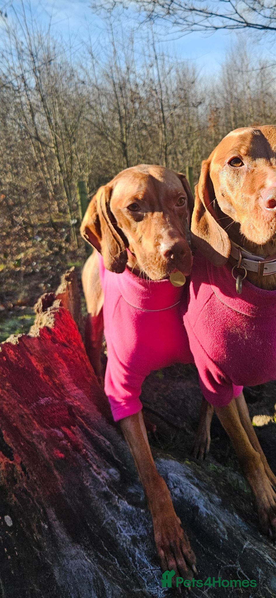 Hungarian Vizsla dogs Gorgeous Female Hungarian Vizsla - Advert 1