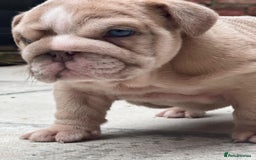 English Bulldog dogs for stud: Red Bulldog Stud - Image 20