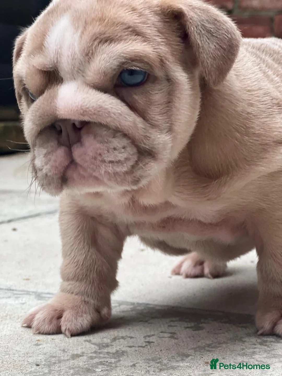 English Bulldog dogs for stud: Red Bulldog Stud - Advert 20