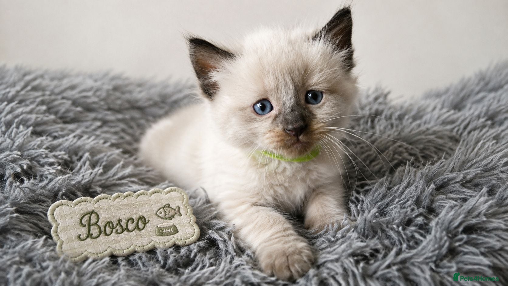 Ragdoll cats Beautiful Ragdoll-Mix Kittens - NOT TICA/FIFe reg. - Advert 2