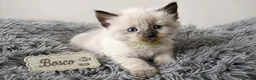 Ragdoll cats for sale: Beautiful Ragdoll-Mix Kittens - NOT TICA/FIFe reg. - Advert 2