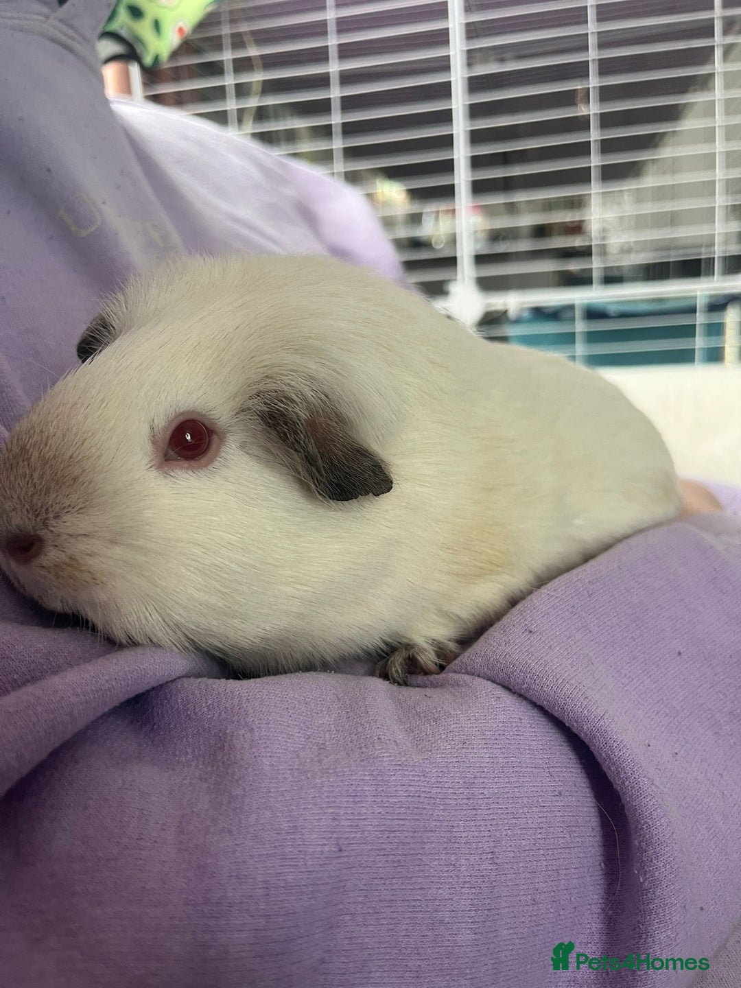 Guinea Pig rodents for sale: 2x Female Guinea pigs - Image 7