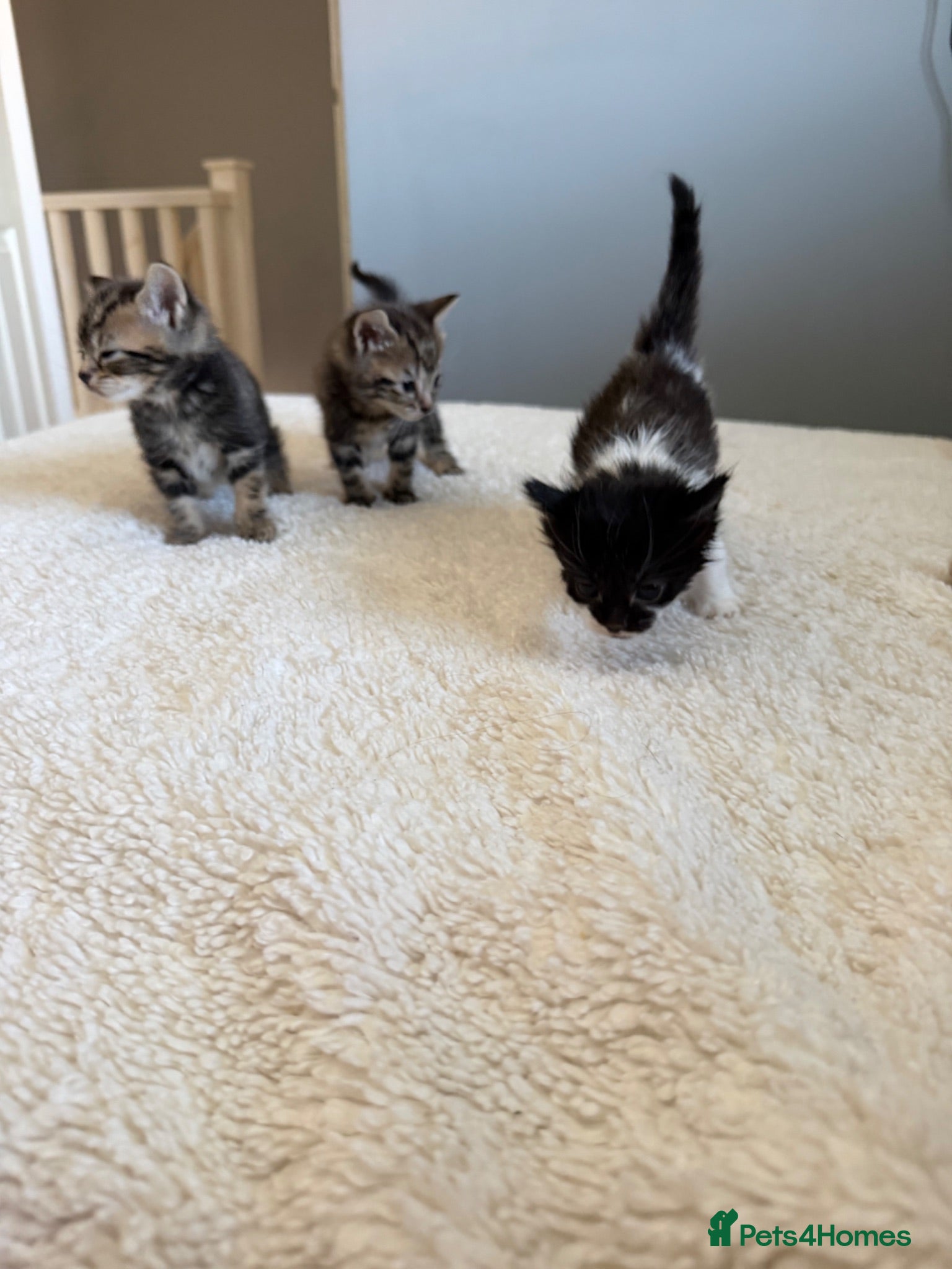 Mixed Breed cats Kittens for sale  - Advert 16