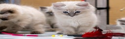 Ragdoll cats for sale: 🏅Last 2 GCCF Ragdoll kittens Ready now - Advert 15