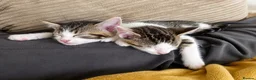 Mixed Breed cats for sale: 2 beautiful, well-socialized kittens  - Advert 7