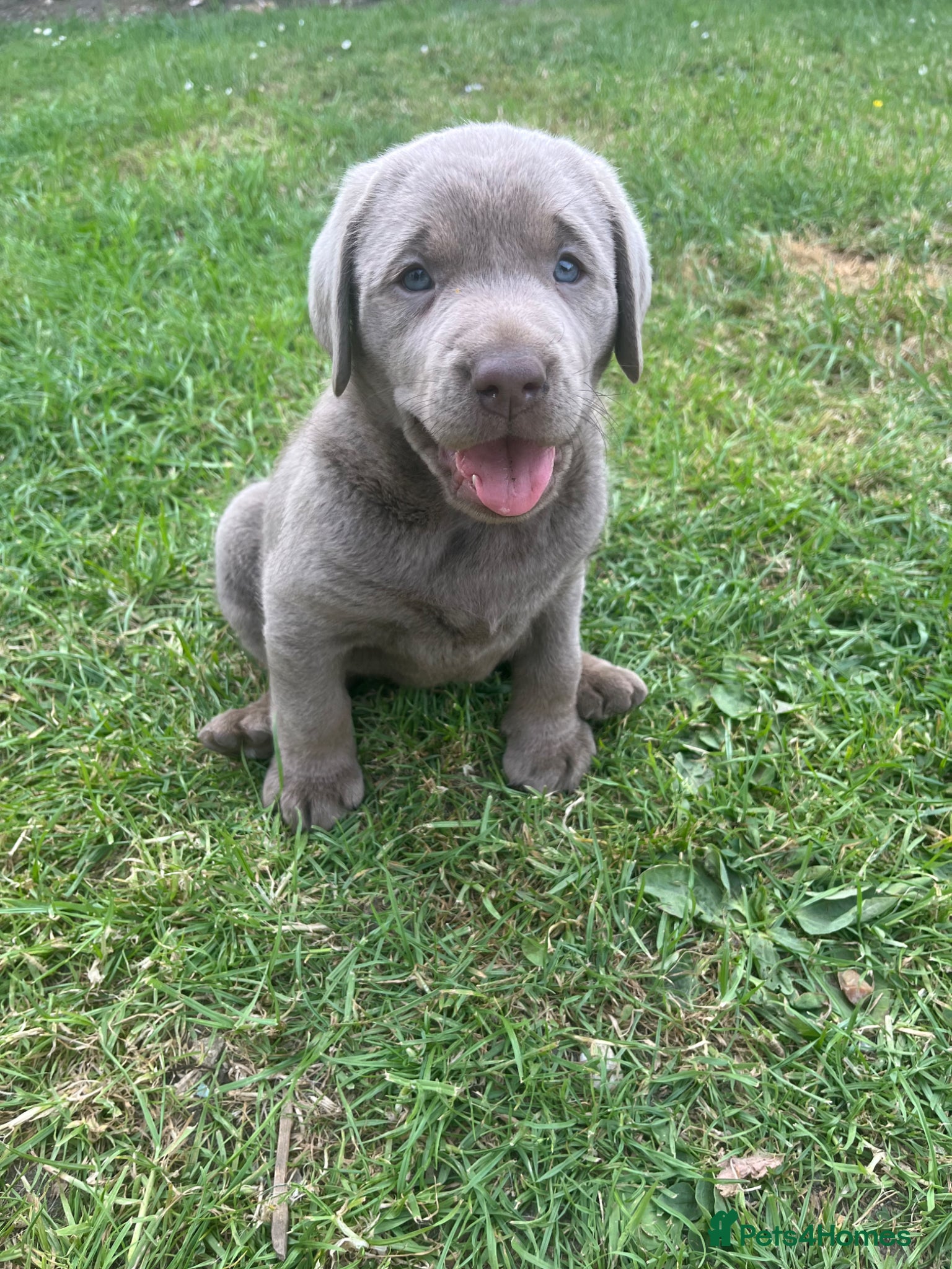 Labrador Retriever dogs Gorgeous Silver Labrador Puppies  - Advert 2