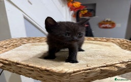 Mixed Breed cats for sale: Beautiful kittens for sale - Image 4