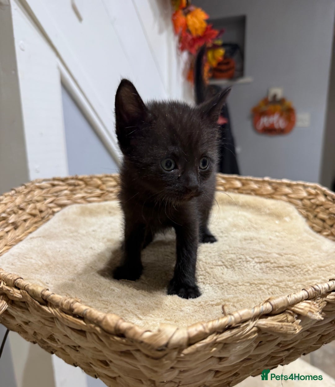 Mixed Breed cats for sale: Beautiful kittens for sale - Image 4