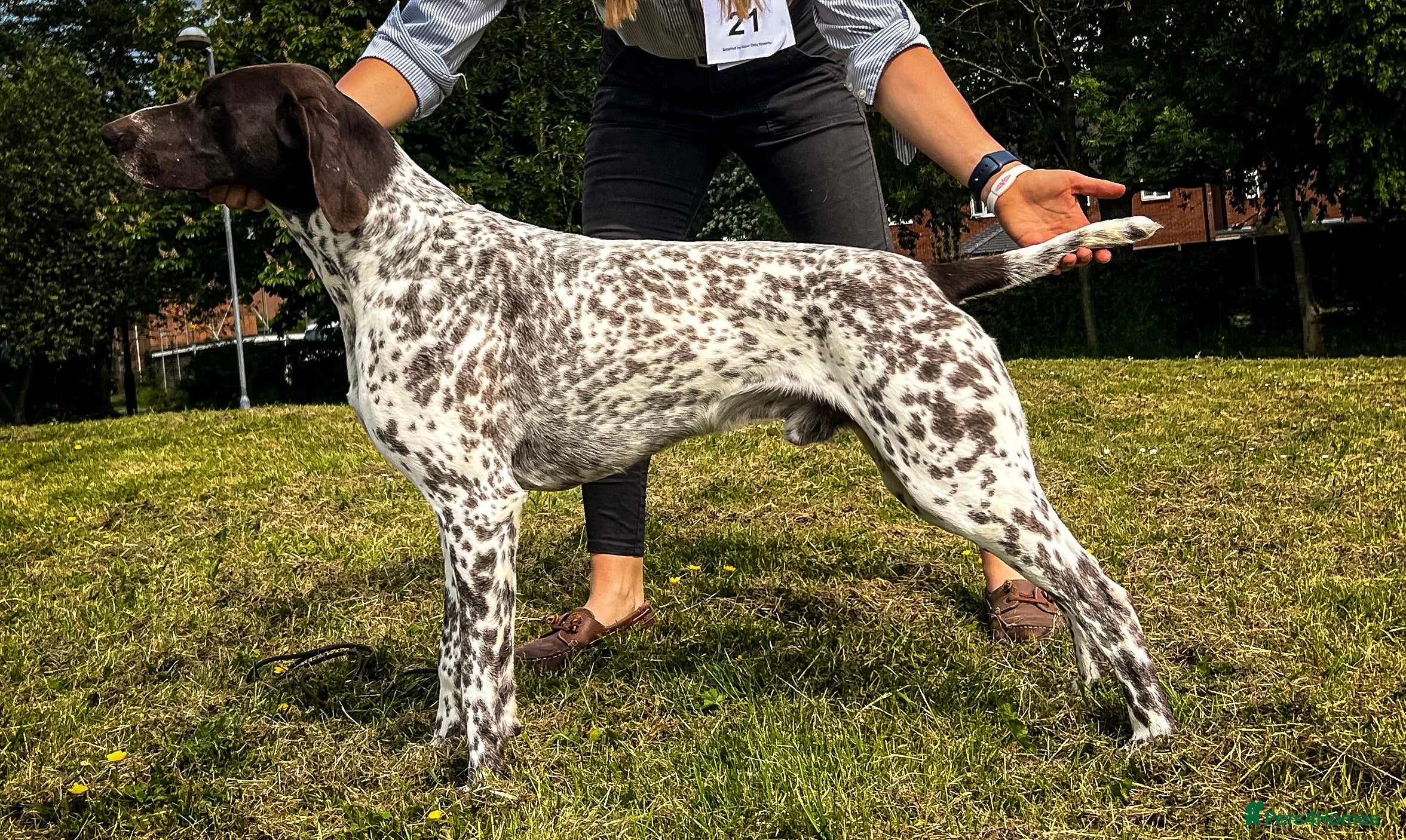 German Shorthaired Pointer dogs 🔥DUNVEOCH STARMAN OF DISGLAIRHILL🔥 in Llandrindod Wells - Advert 2