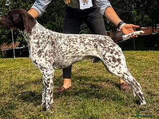 German Shorthaired Pointer dogs 🔥DUNVEOCH STARMAN OF DISGLAIRHILL🔥 in Llandrindod Wells - Advert 2