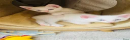 Turkish Angora cats for sale: White Kittens  in Chesham - Advert 6