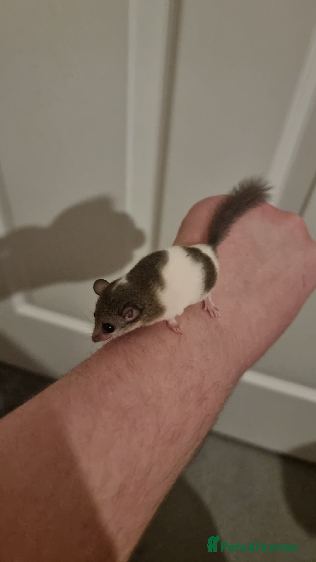 Mouse rodents for sale: Pied African Pygmy Dormice  - Advert 5