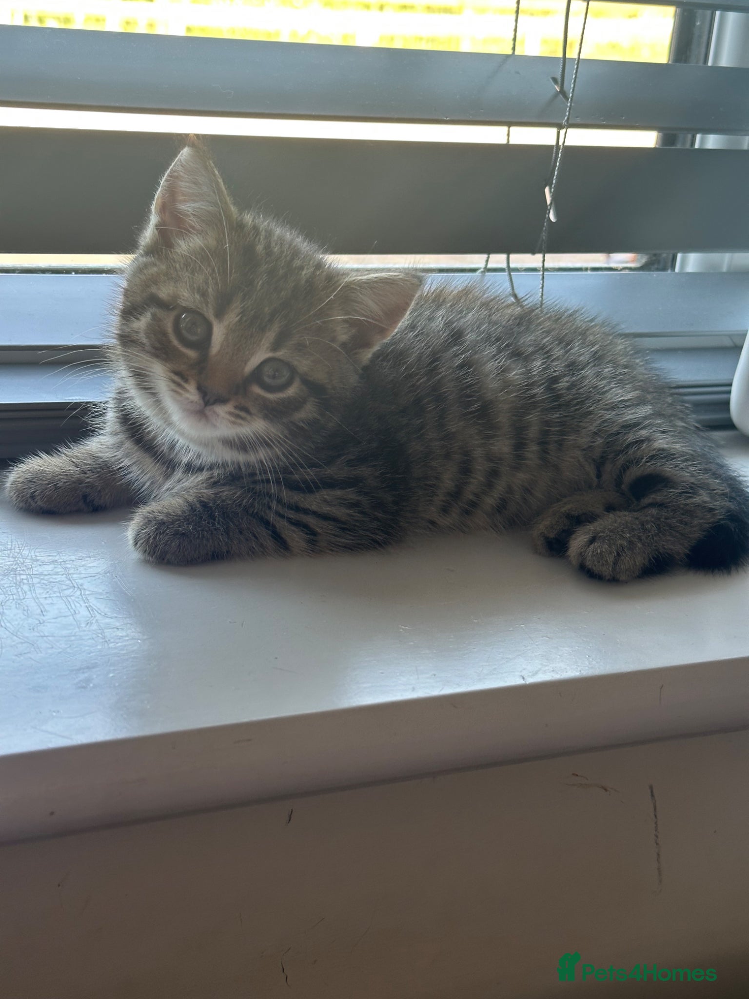 Mixed Breed cats for sale: British Shorthair / Mixed kittens  - Advert 12