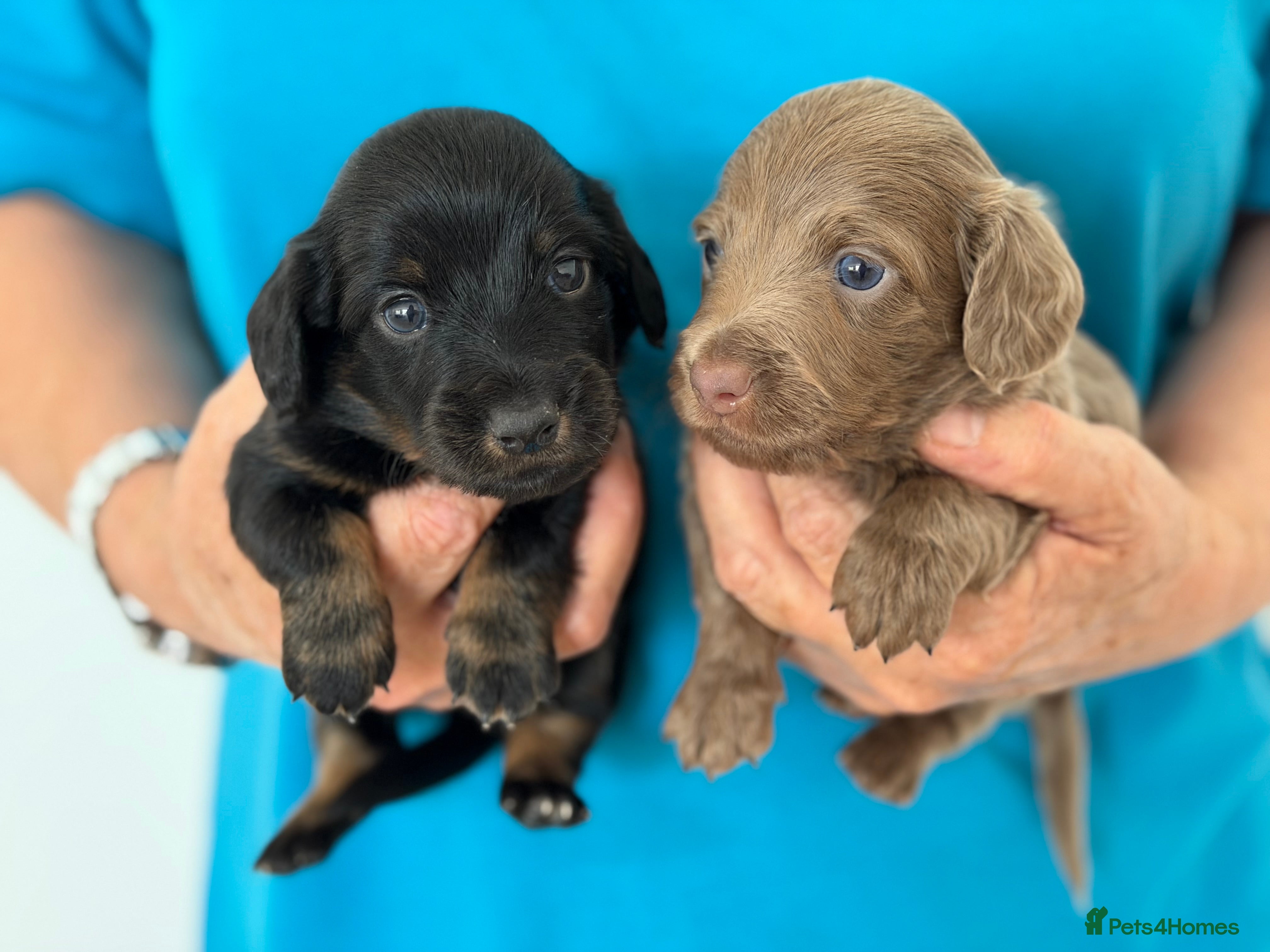 Miniature Dachshund dogs KC short haired and long haired puppies  - Advert 1