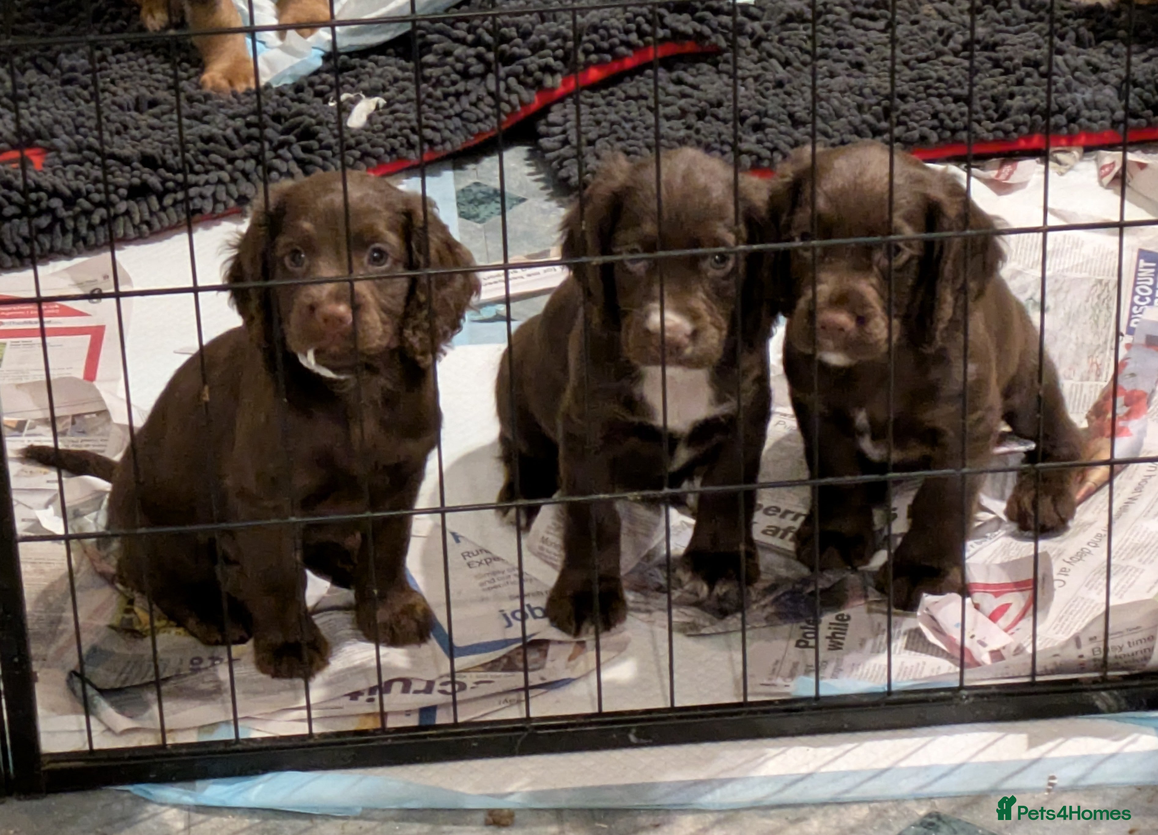 Cocker Spaniel dogs Chocolate/Chocolate Tan working cocker pups - Advert 2