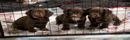 Cocker Spaniel dogs for sale: Chocolate/Chocolate Tan working cocker pups - Advert 1