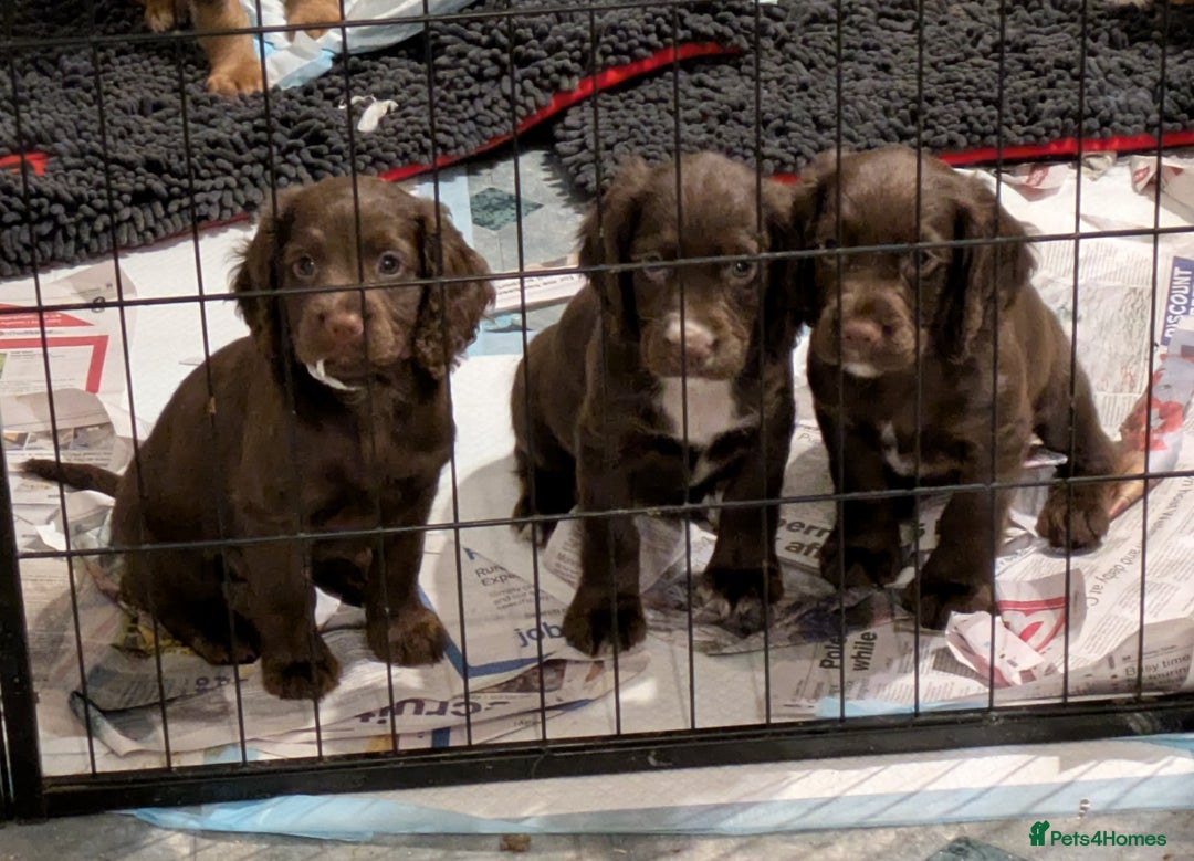 Cocker Spaniel dogs for sale: Chocolate/Chocolate Tan working cocker pups - Advert 1