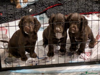 Cocker Spaniel dogs Chocolate/Chocolate Tan working cocker pups - Advert 7