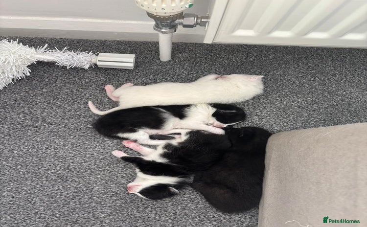 Domestic Shorthair cats - Advert 3