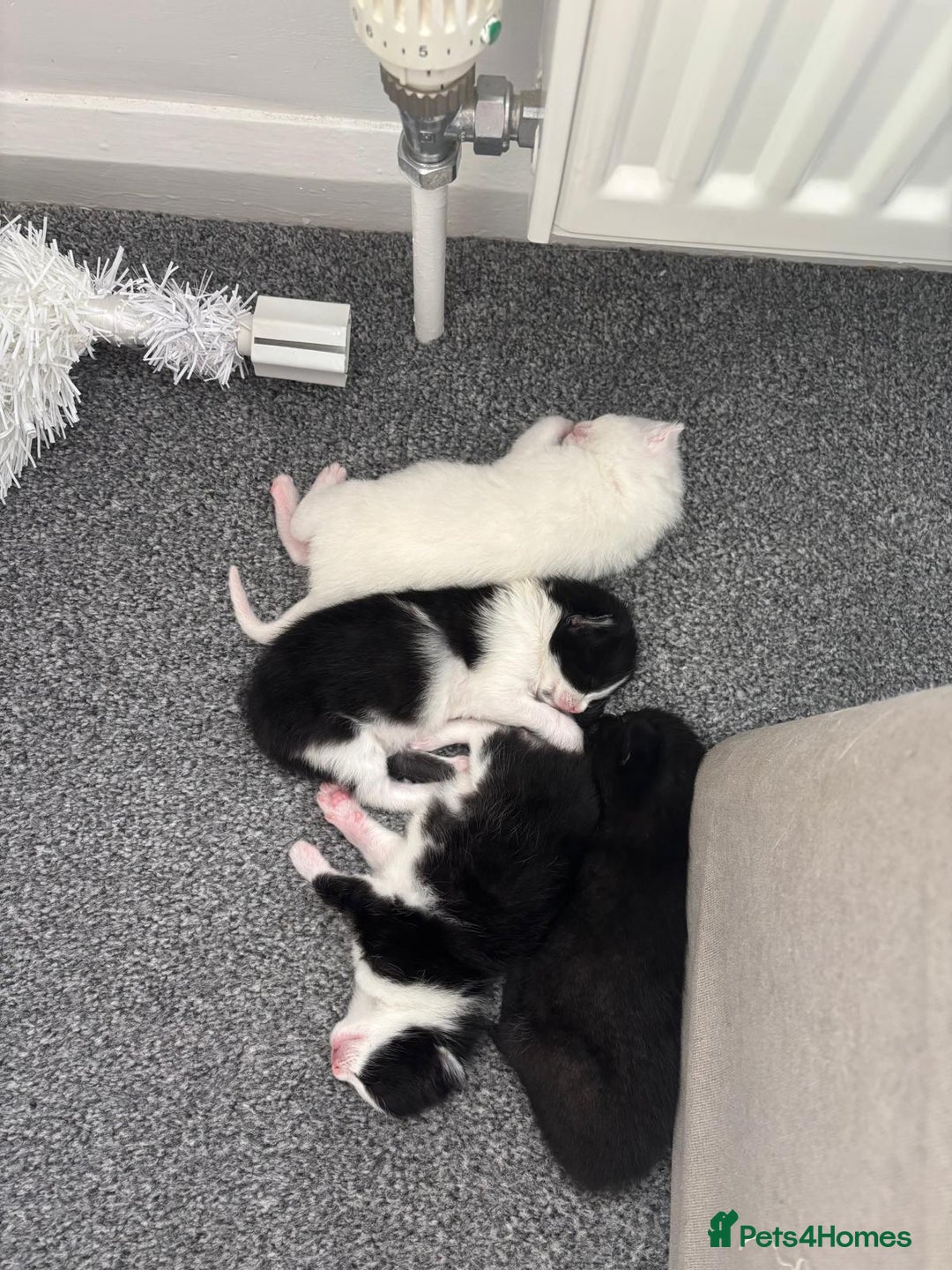 Domestic Shorthair cats for sale: 4 beautiful kittens   - Image 1