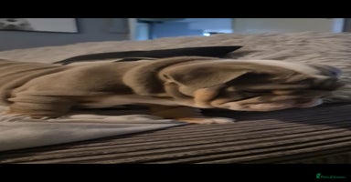 English Bulldog dogs - Advert 14
