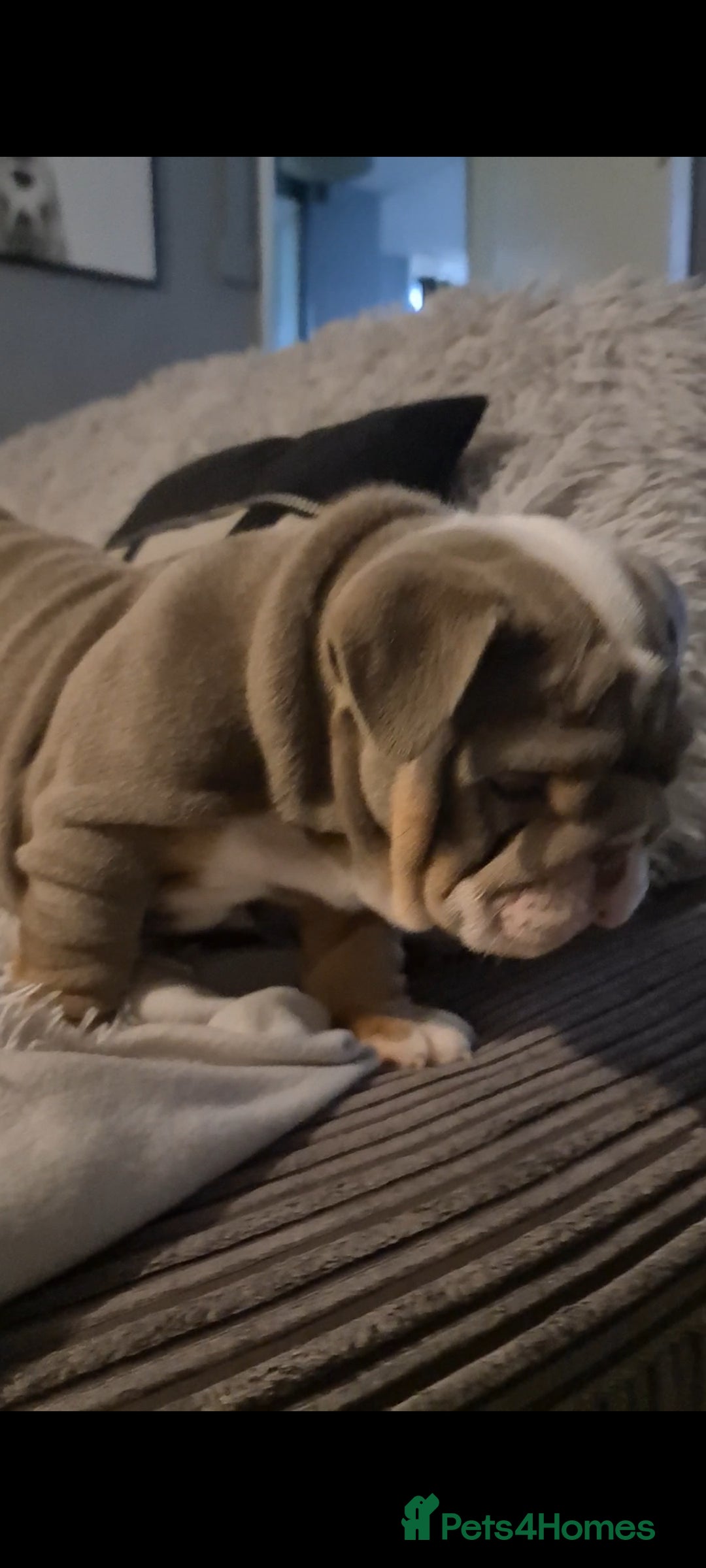English Bulldog dogs for sale: Kc reg British bulldogs  - Image 1