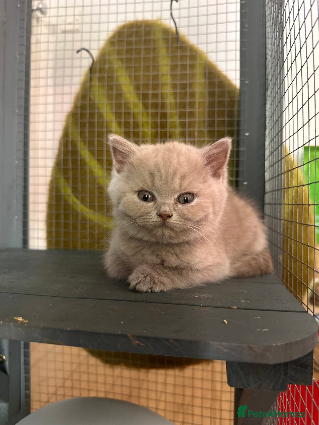 British Shorthair cats for sale: British shorthair kittens  - Image 4