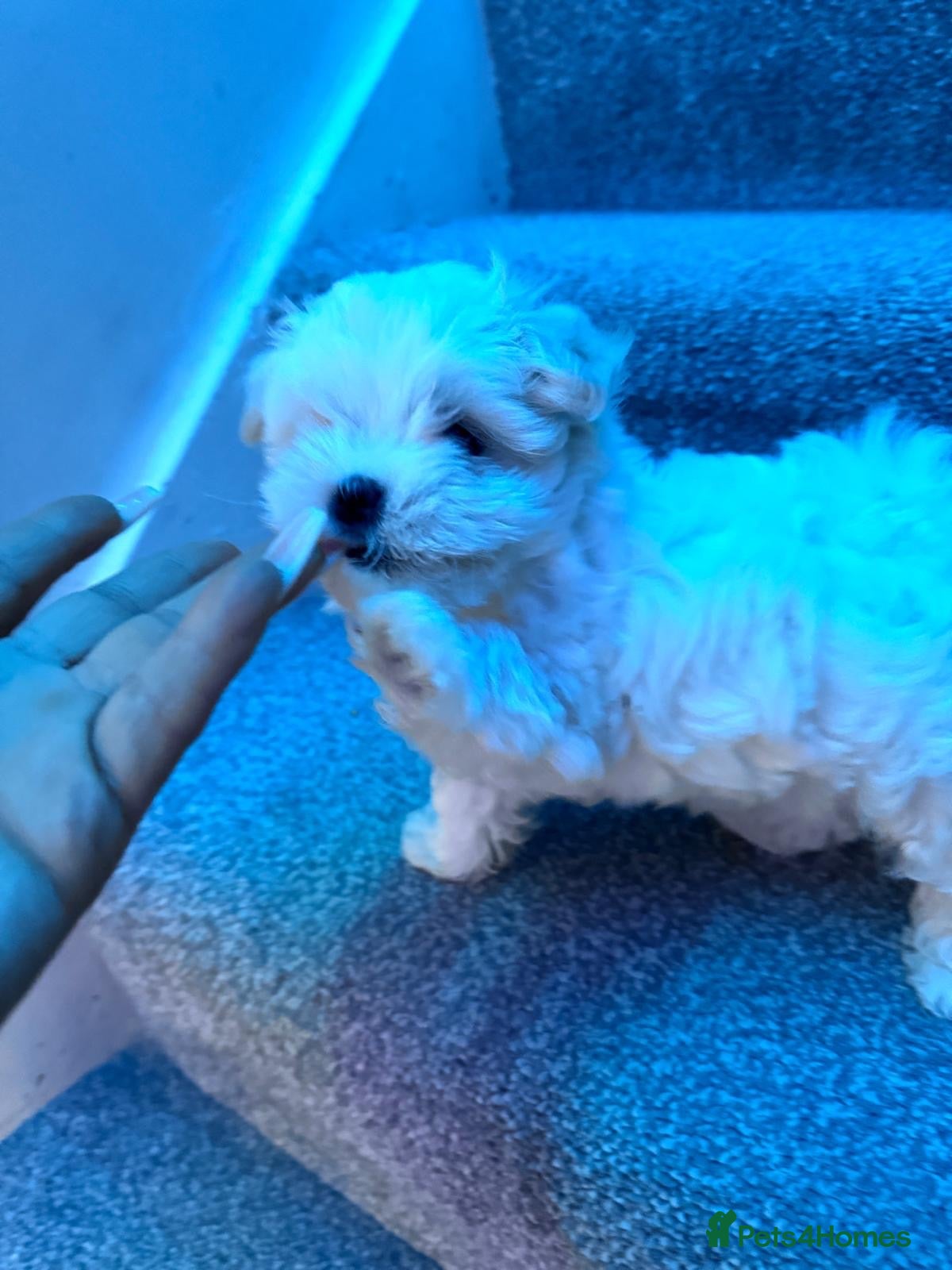 Maltese dogs Two little fluffy clouds,  ☁️🐾❤️ - Advert 1