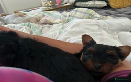 Yorkshire Terrier dogs for sale: Female Yorkshire terrier  - Image 5