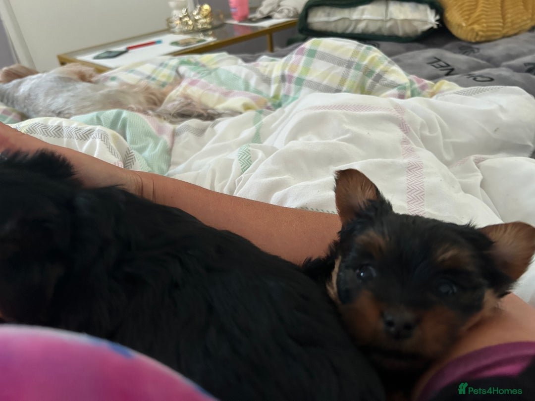 Yorkshire Terrier dogs for sale: Female Yorkshire terrier  - Image 5