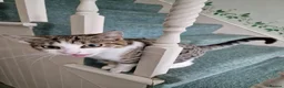 Mixed Breed cats for sale: Tabby Cats 4 Sale in Barking - Advert 3