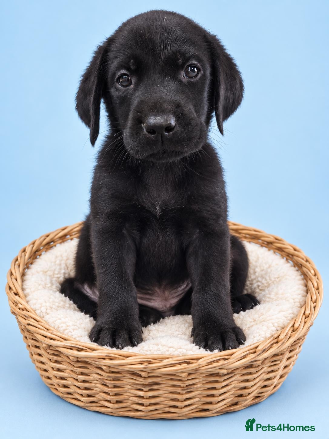 Labrador Retriever dogs READY TO LEAVE 3 BOYS Labrador retriever puppies - Advert 1
