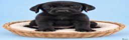 Labrador Retriever dogs for sale: READY TO LEAVE 3 BOYS Labrador retriever puppies - Advert 1
