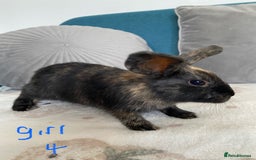 Mixed Breed rabbits for sale: Beautiful baby bunnies - Image 5