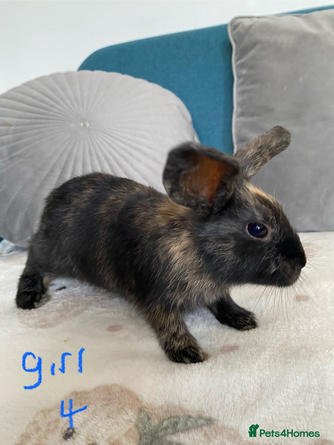 Mixed Breed rabbits for sale: Beautiful baby bunnies - Image 5