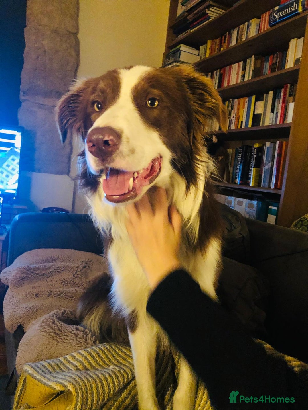 Border Collie dogs for sale: Red and white border collie/Sheepdog Pups - Image 22